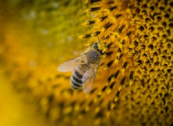 abeille sur un tournseol
